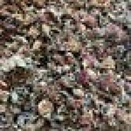 Organic Red Clover Blossom, whole - FREE SHIPPING