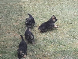 German Shepherd puppies